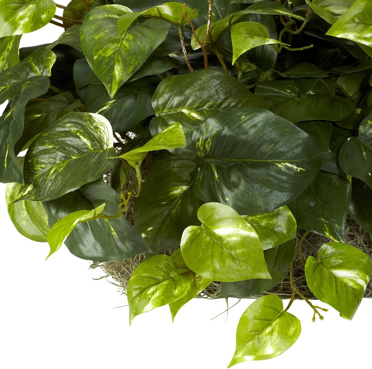 . Pothos Ledge Plant Silk Plant / Green / 15 Inch