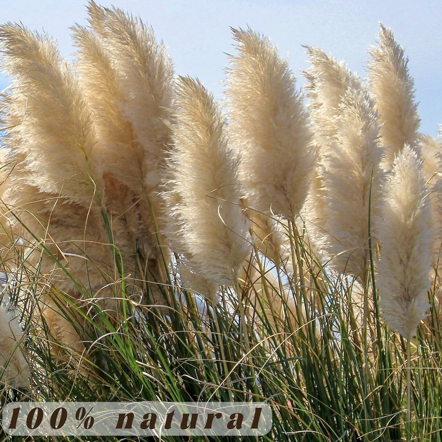 Floor Plants / Tall Pampas Grass for Floor Vases / Set of 40