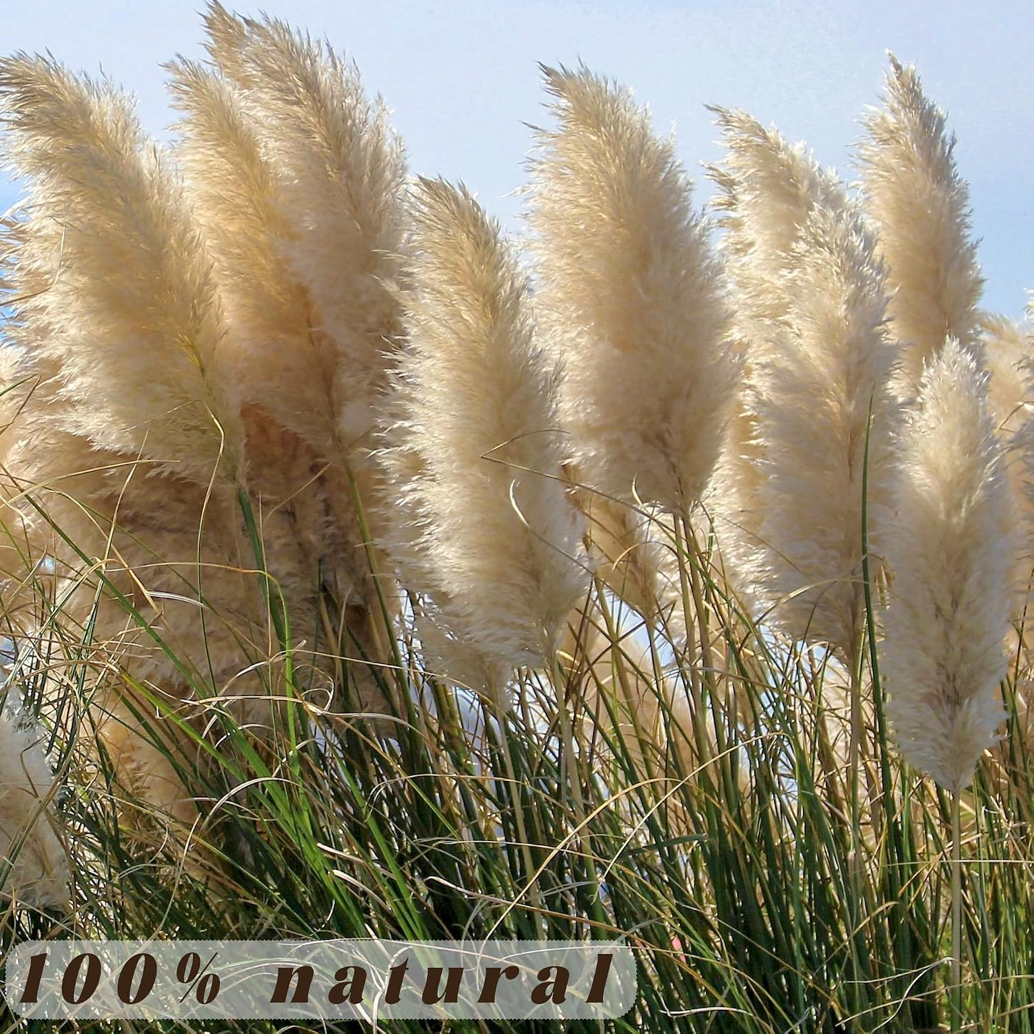 Floor Plants / Tall Pampas Grass for Floor Vases / Set of 40