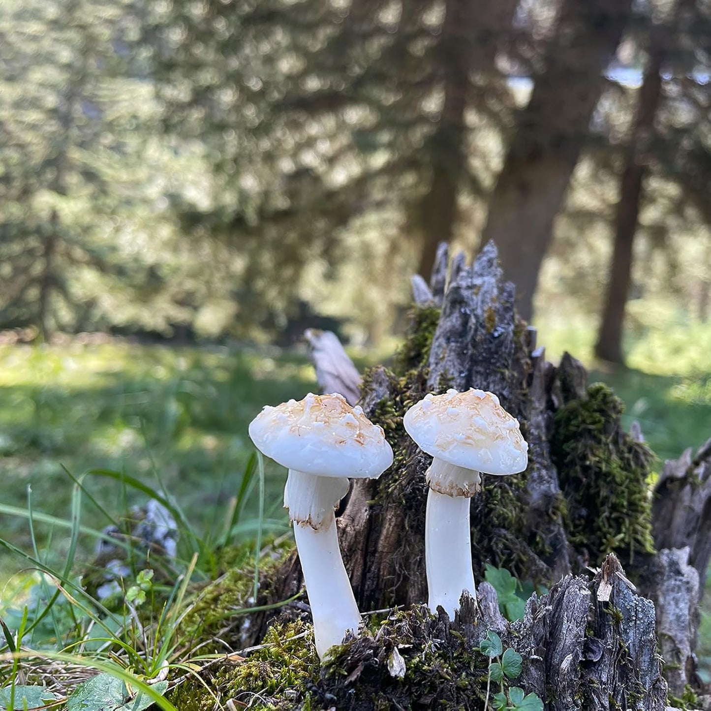 DIY Mini Mushrooms for Terrariums Potted Plant Holiday / Set of 5