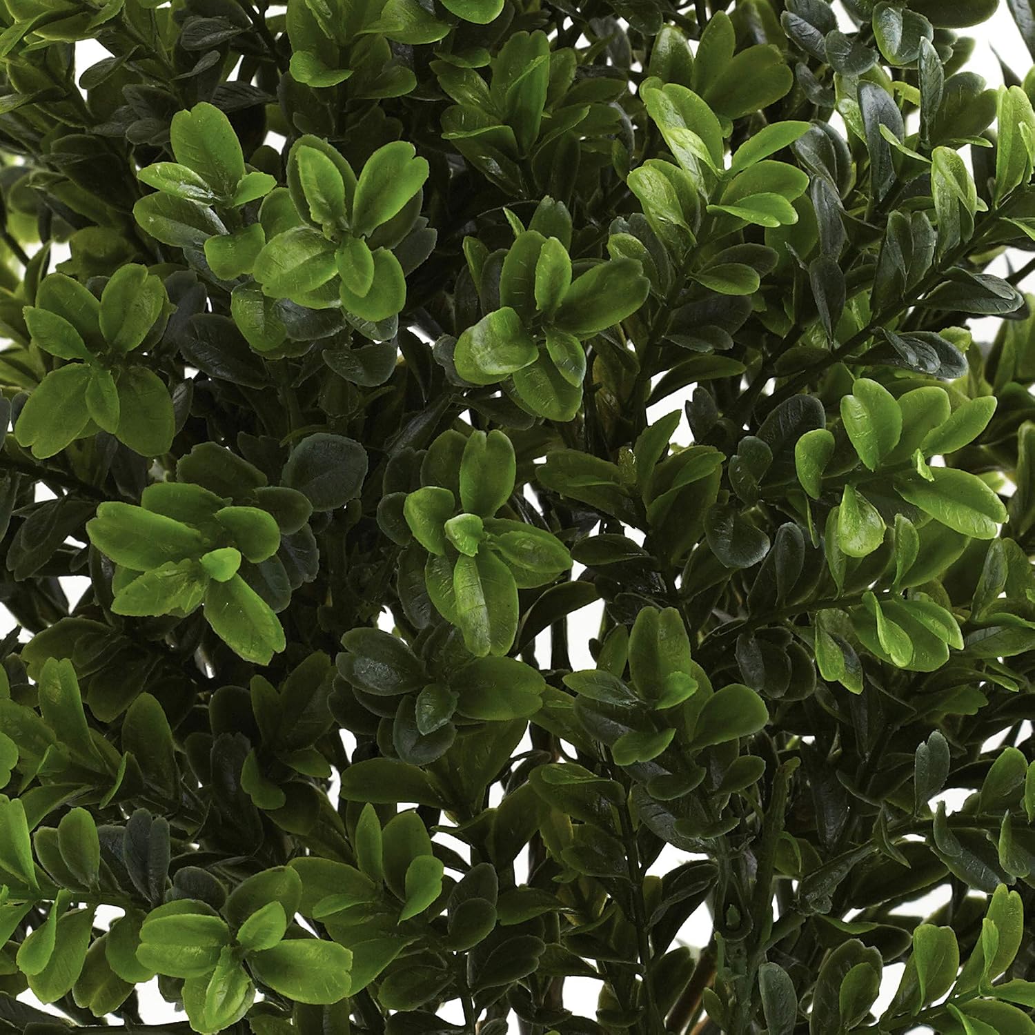 6113-S6 Sweet Grass Bush / Green / Set of 6