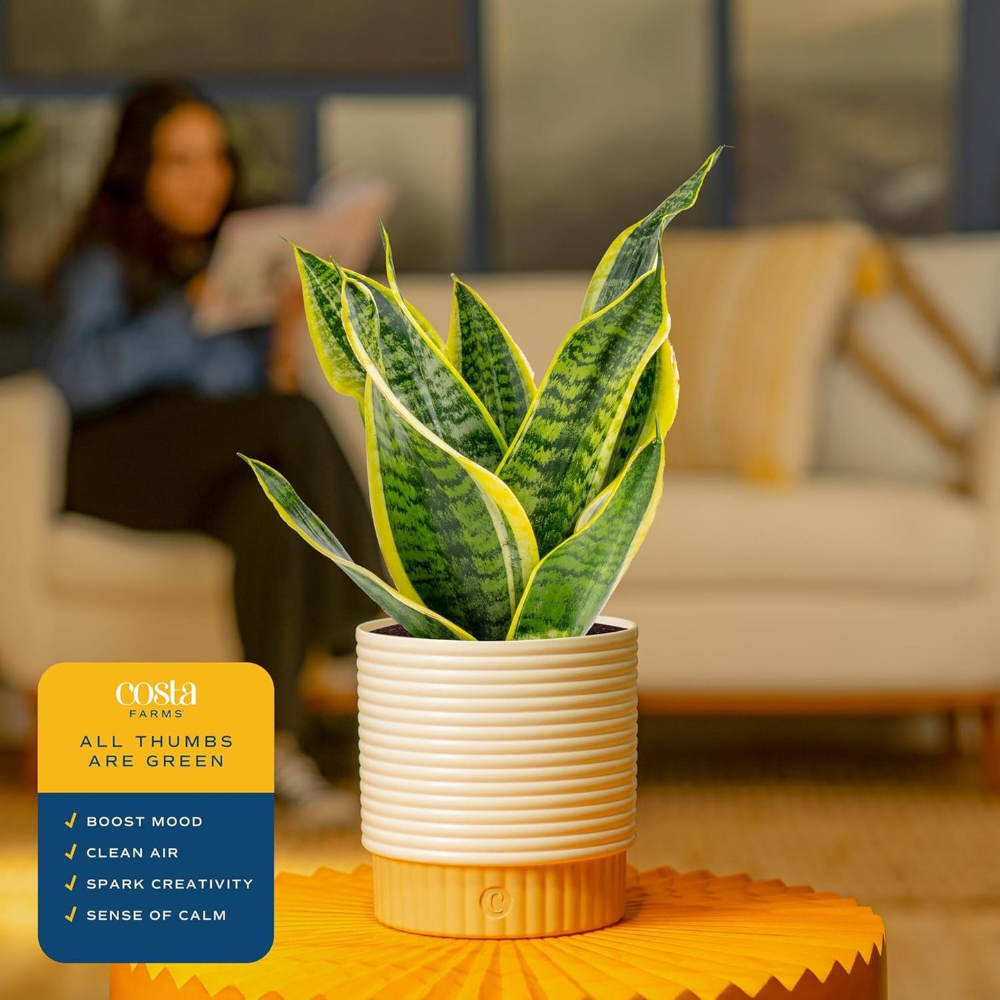Snake Plant / Snake Plant, Medium , In Decorative Planter Pot