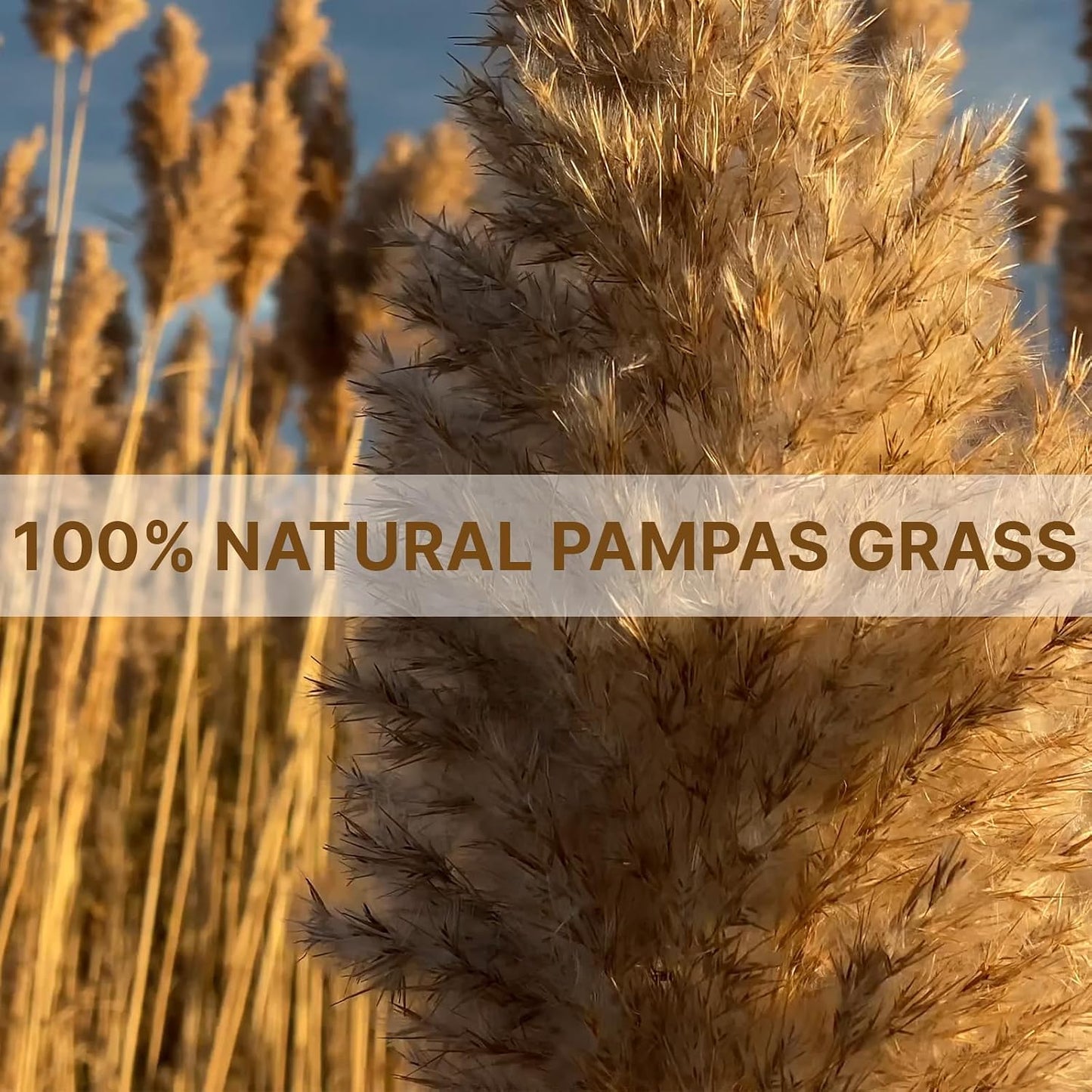 Short Fluffy Pampas Grass Bulk for Small Boho / 17inch -brown / Set of 22