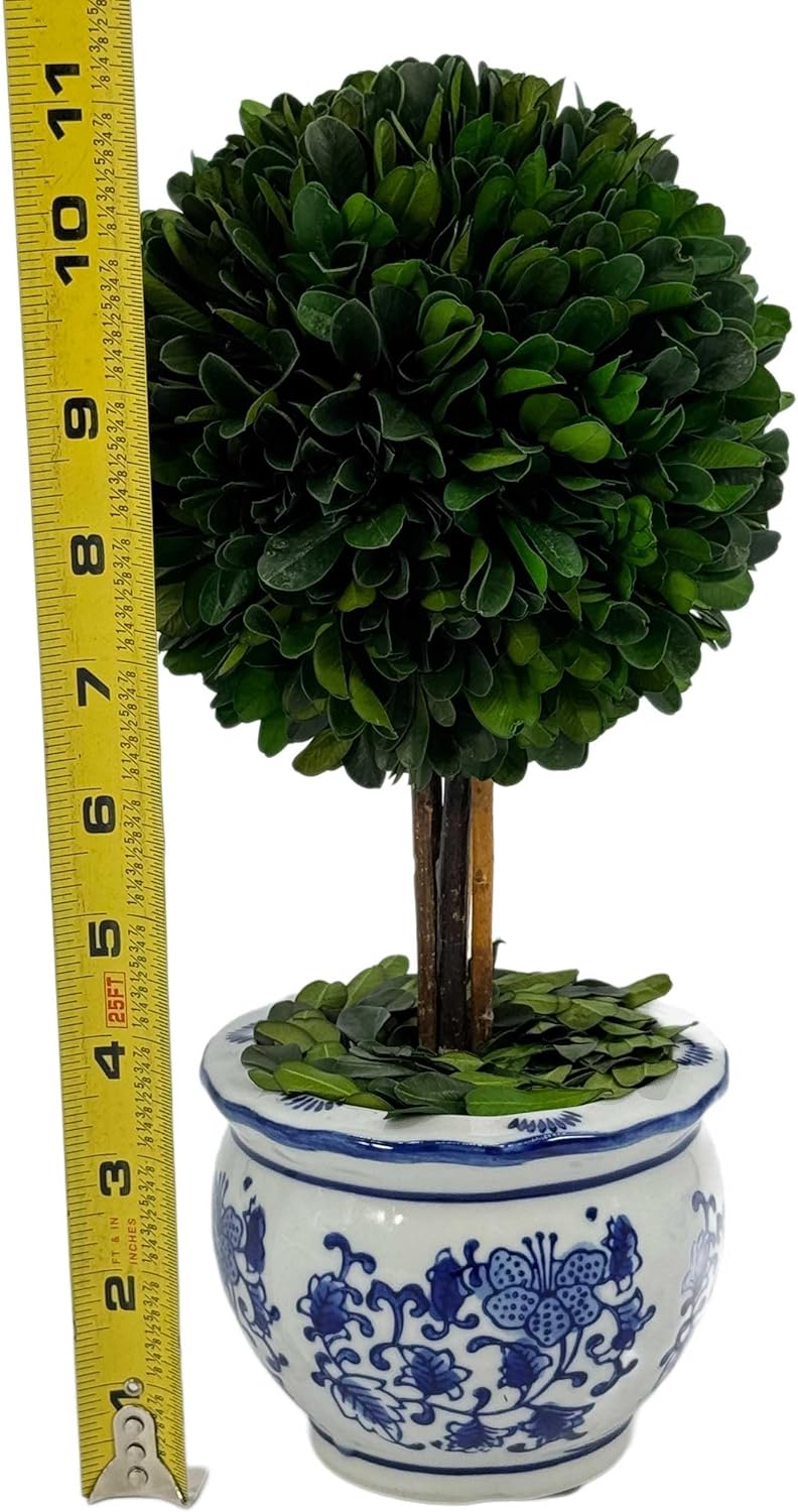 Naturally Preserved Boxwood Ball Topiary Tree in Round Hand / Round Pot Small 11" Topiary / Blue