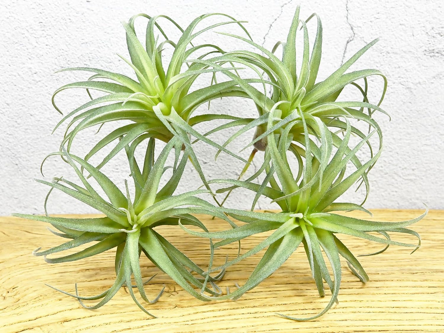 Fake Artificial Tillandsia Air Plants / Green / Set of 4