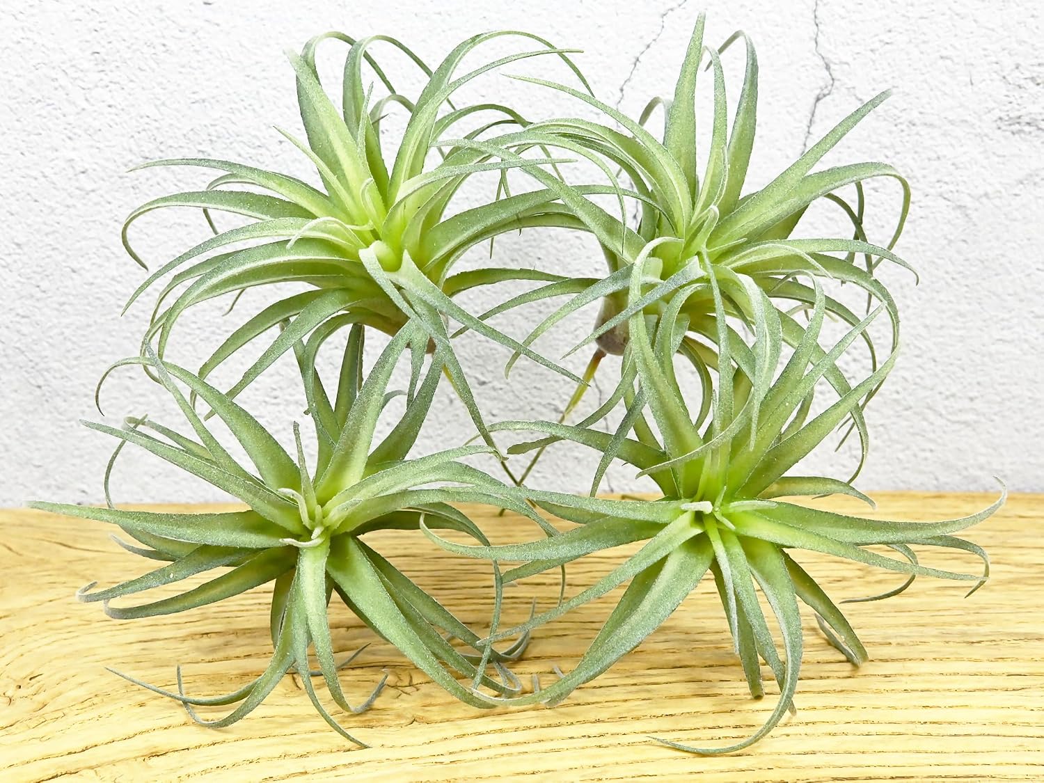 Fake Artificial Tillandsia Air Plants / Green / Set of 4