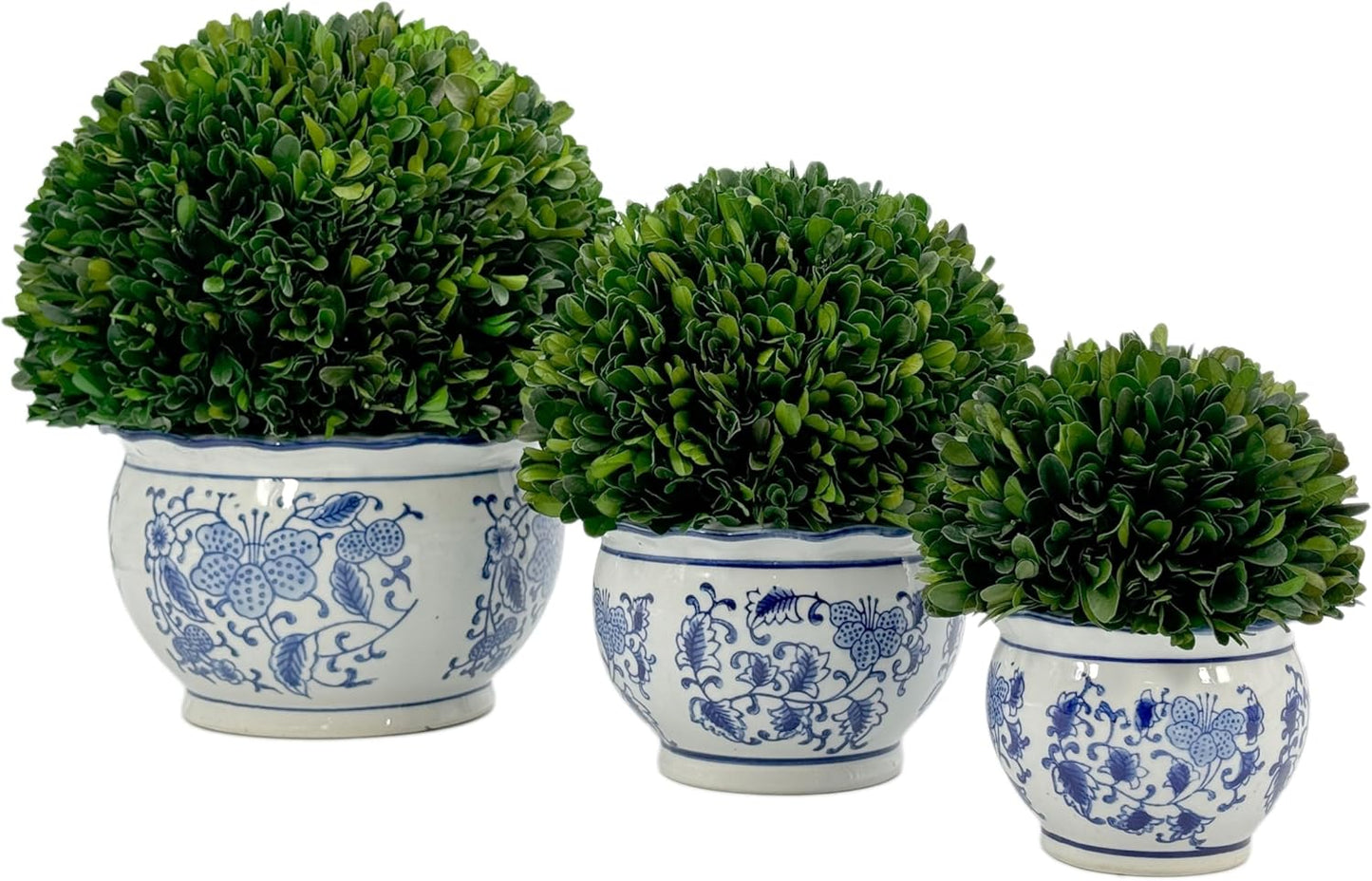 7" Naturally Preserved Real Boxwood Ball in Hand-Painted & White Round / Small 7" Round Pot / Blue