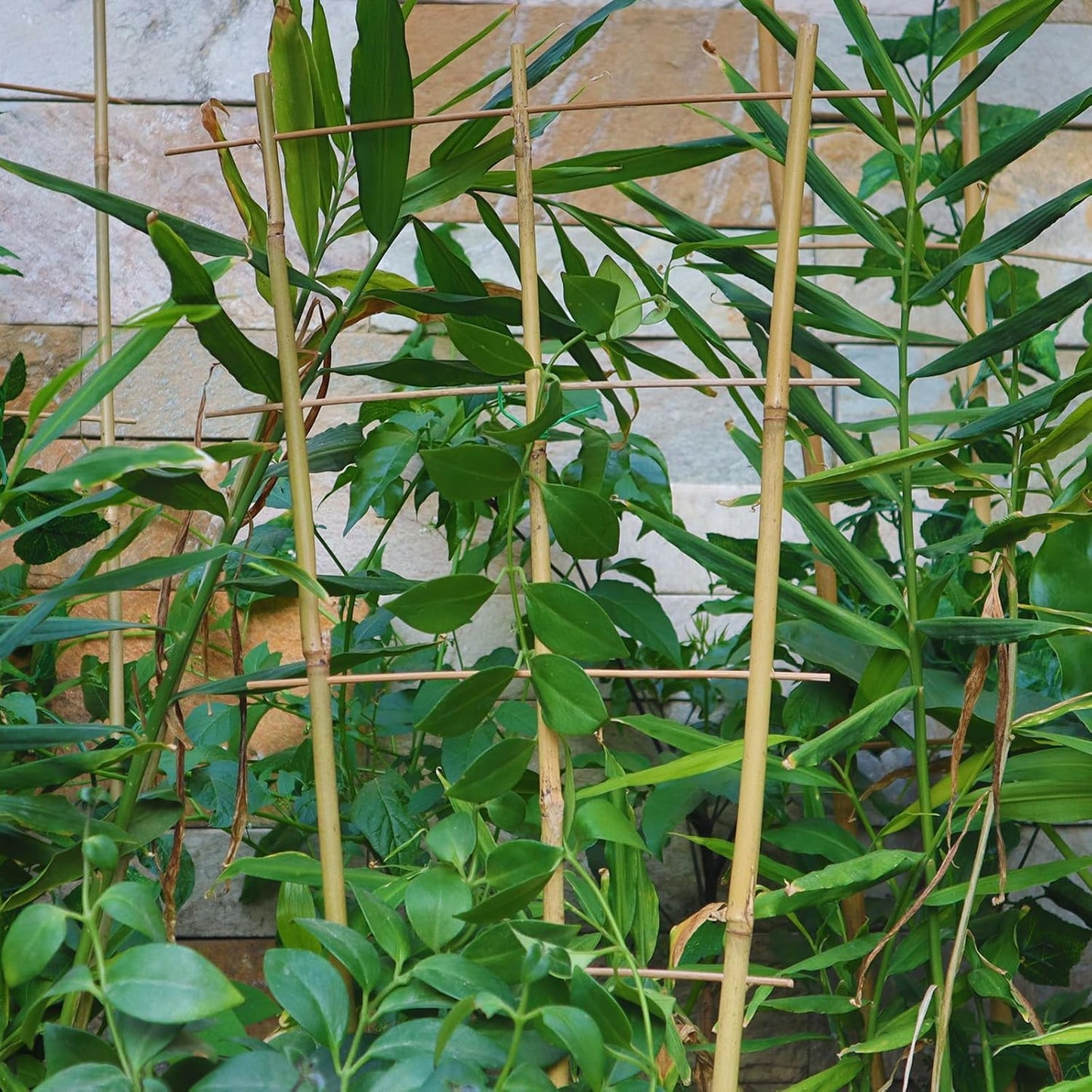 10 Pack 2ft Bamboo Trellis for Climbing Plants, Fan-Shaped Garden Support