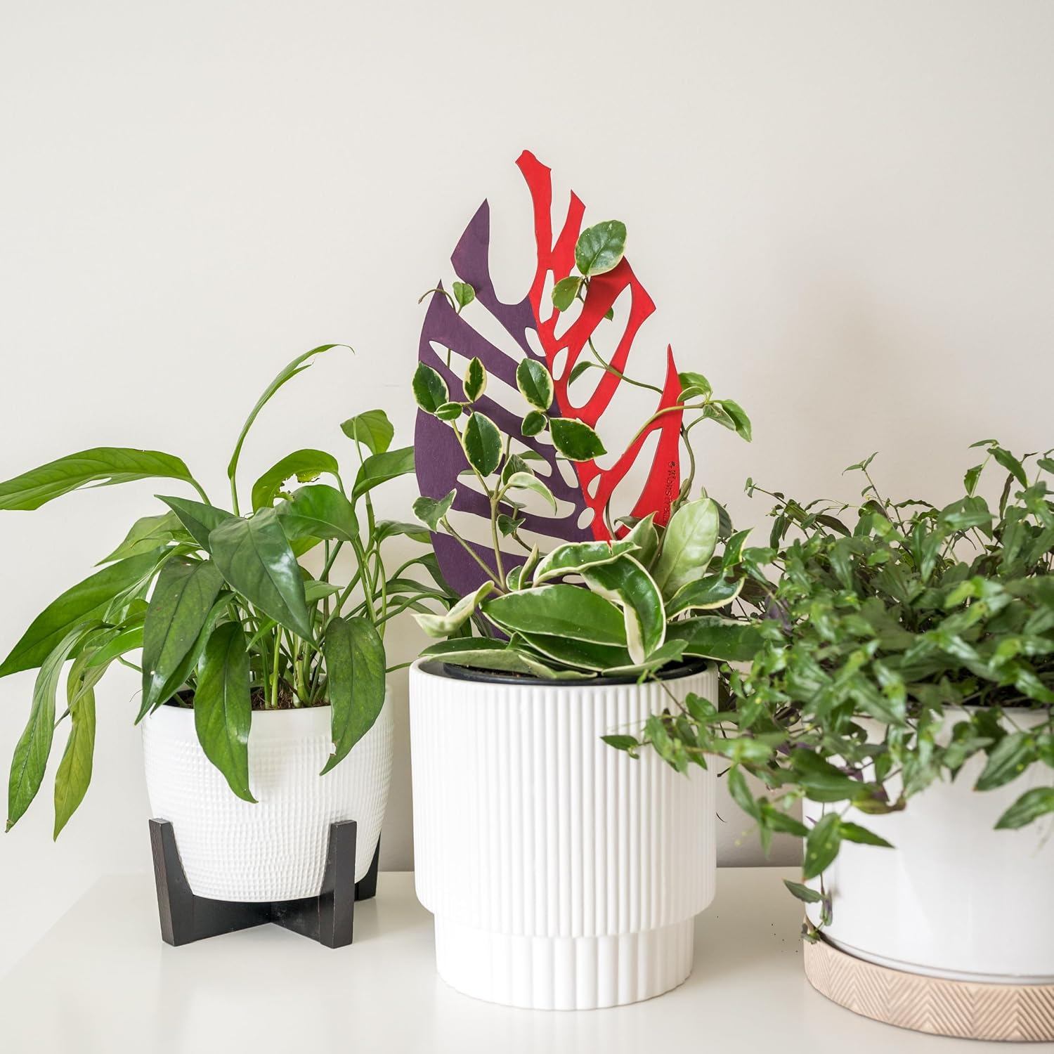 Bare™ Bundle – Monstrella + Palmella - Set of 2 Wooden Plant Trellises for Indoor Climbing Houseplants – 12” Tall