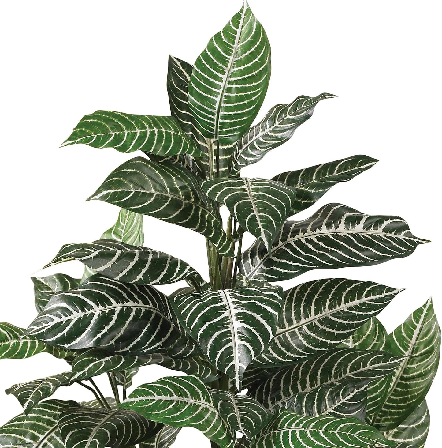Zebra Silk Plant / 3 Inch