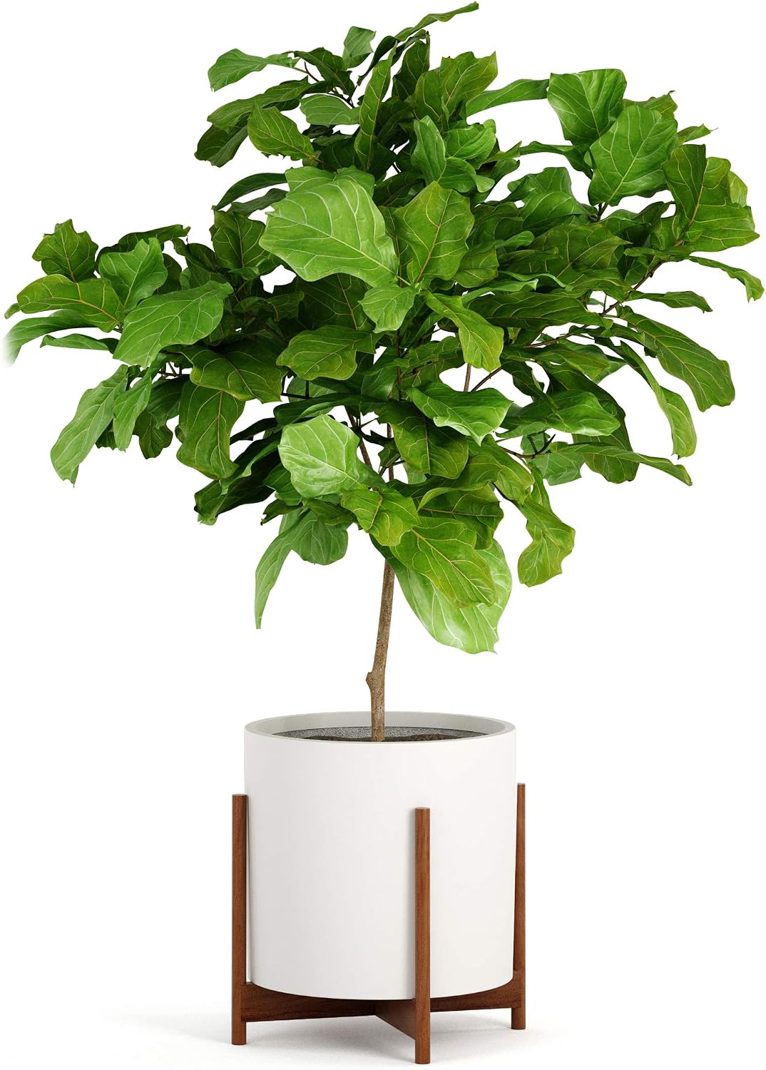 Fox & Fern Mid Century Plant Stands for Indoor Planters, Acacia, 14.9 Inch | Plug In Design, Holds 200 lbs, Two High