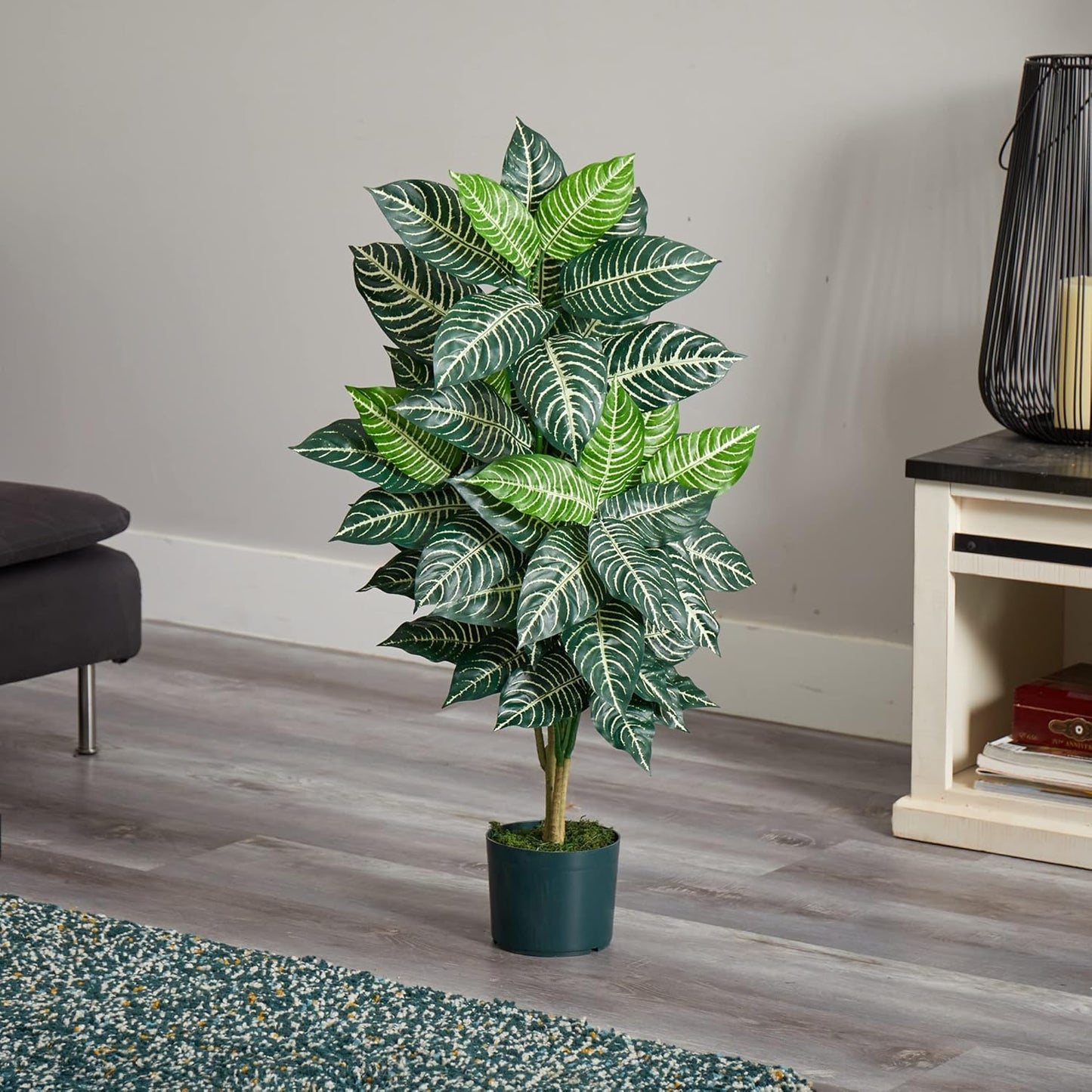 Zebra Silk Plant / 3 Inch