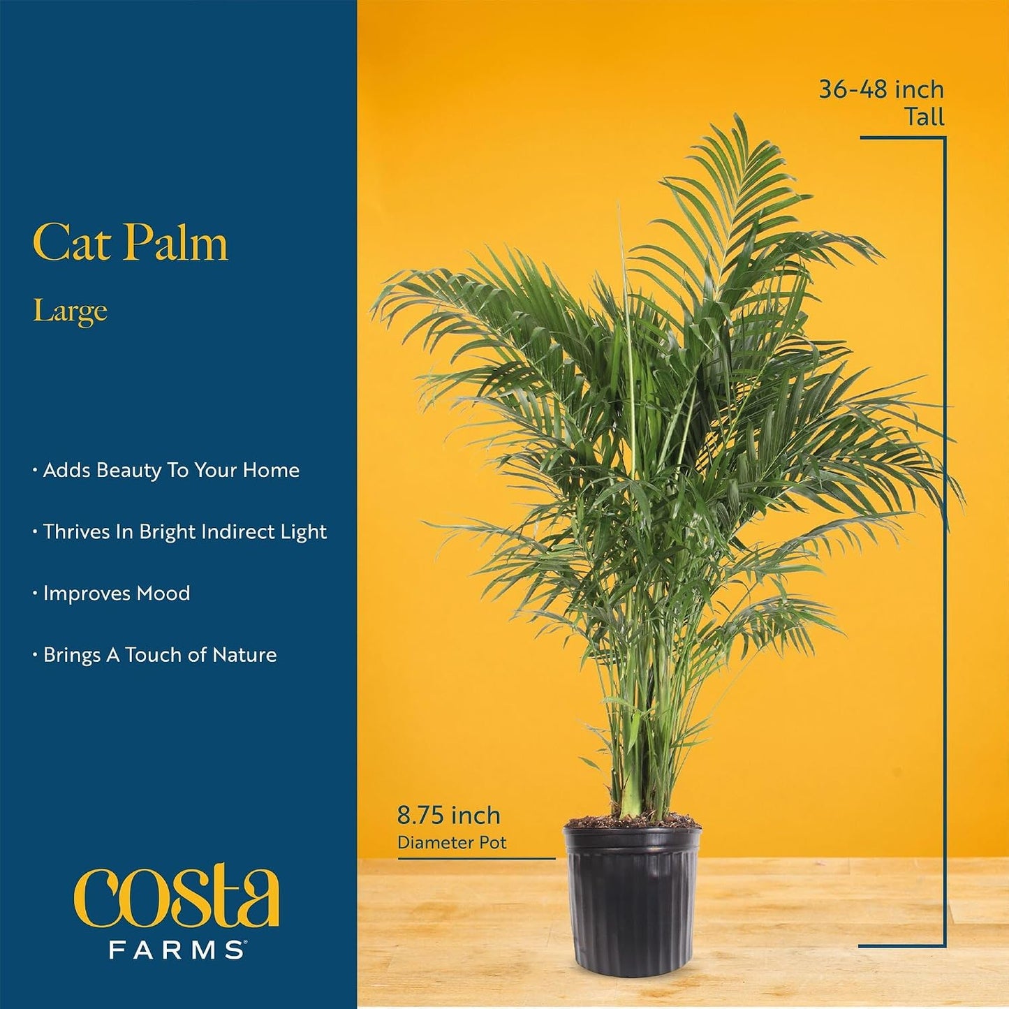 Cat Palm Live Plant in Decorative Pot / Palm, Large , In Decorative Plant Pot