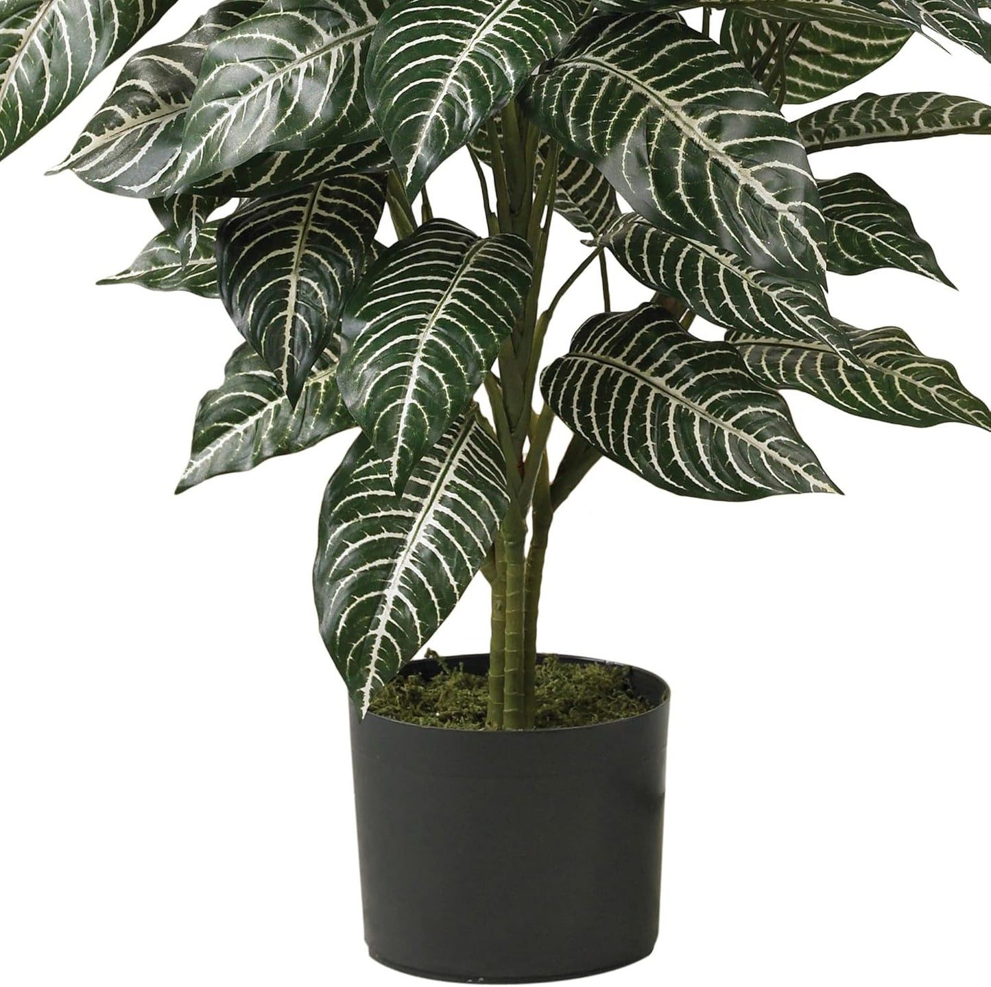 Zebra Silk Plant / 3 Inch