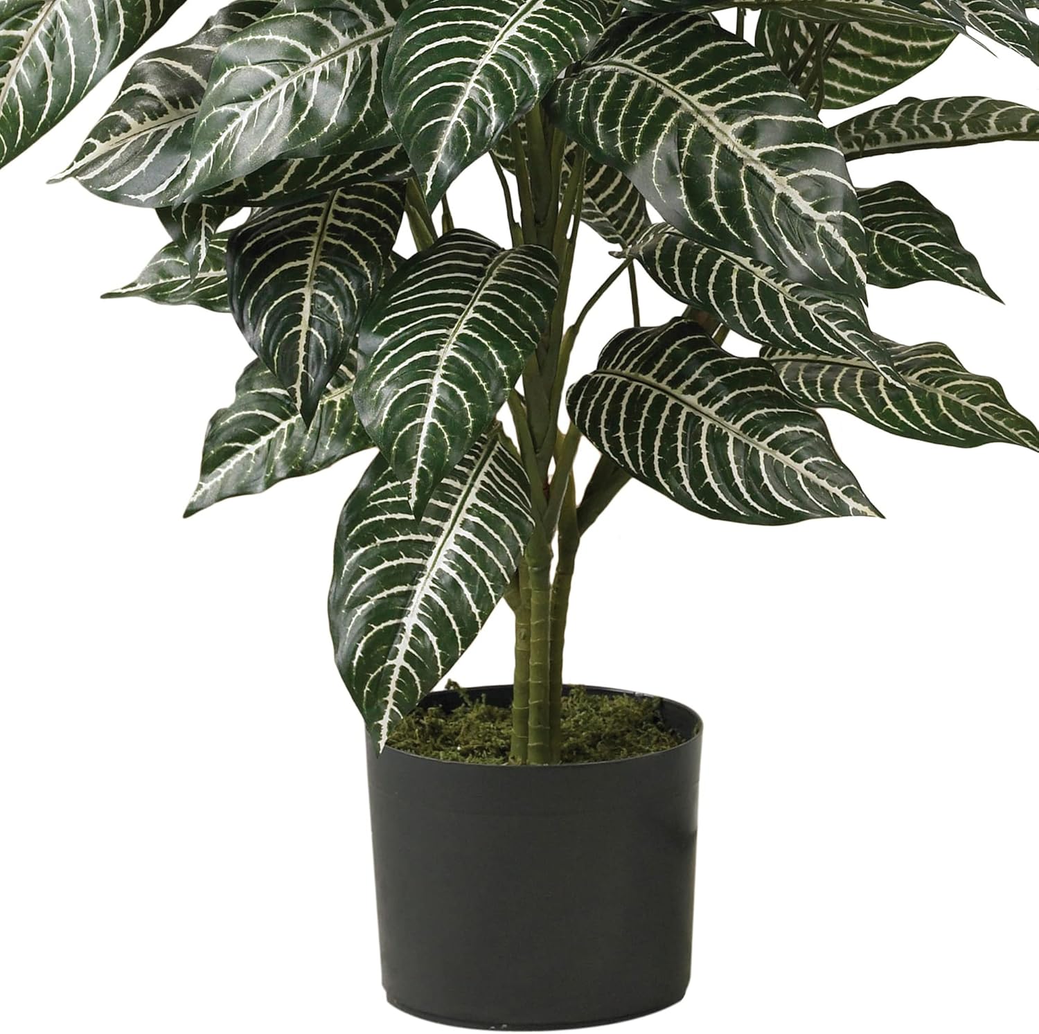 Zebra Silk Plant / 3 Inch