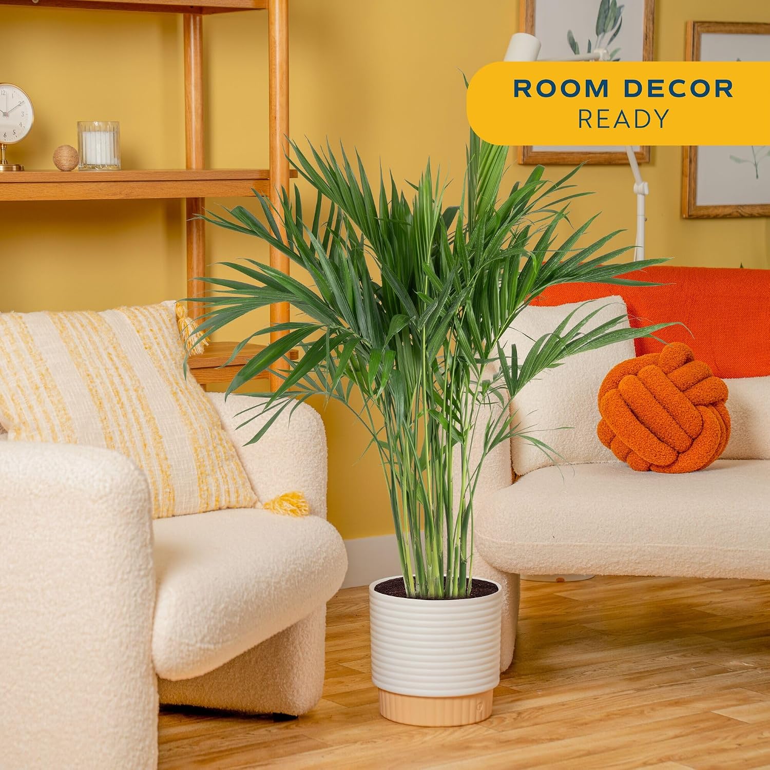 Cat Palm Live Plant in Decorative Pot / Palm, Large , In Decorative Plant Pot