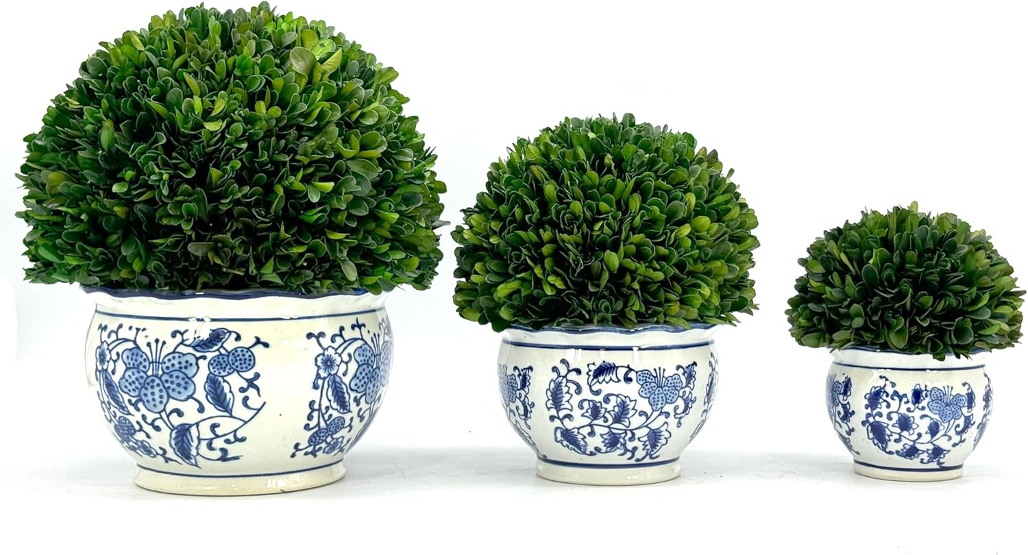 7" Naturally Preserved Real Boxwood Ball in Hand-Painted & White Round / Small 7" Round Pot / Blue
