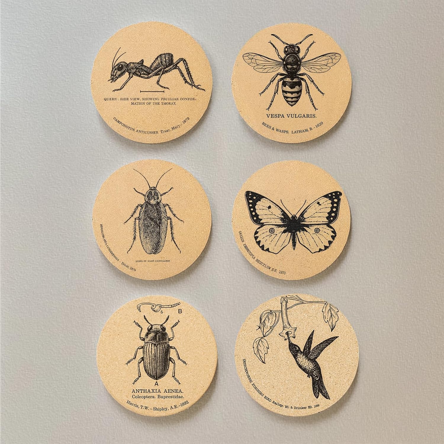 Holder / Coasters for Drinks / Insects / Set of 6