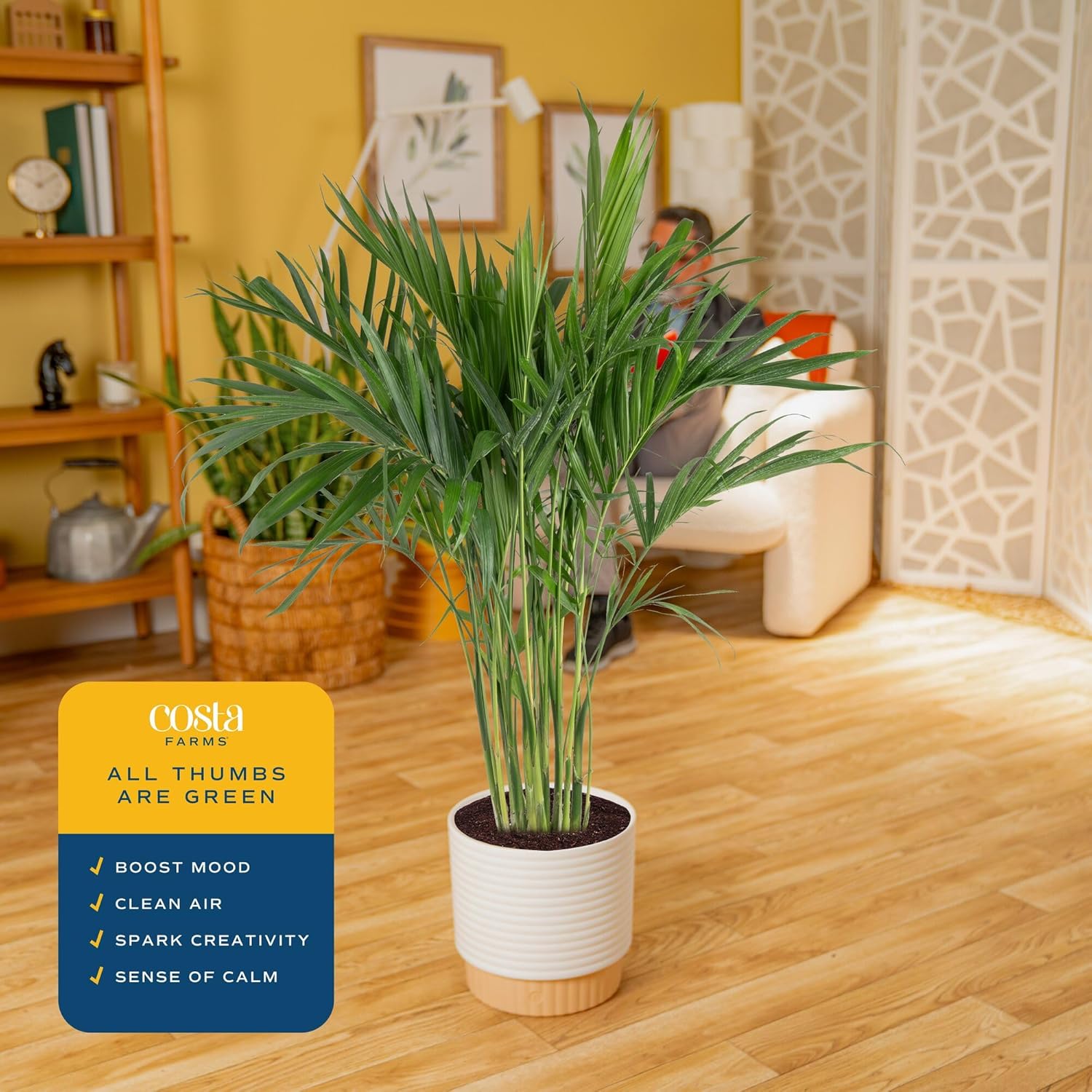 Cat Palm Live Plant in Decorative Pot / Palm, Large , In Decorative Plant Pot