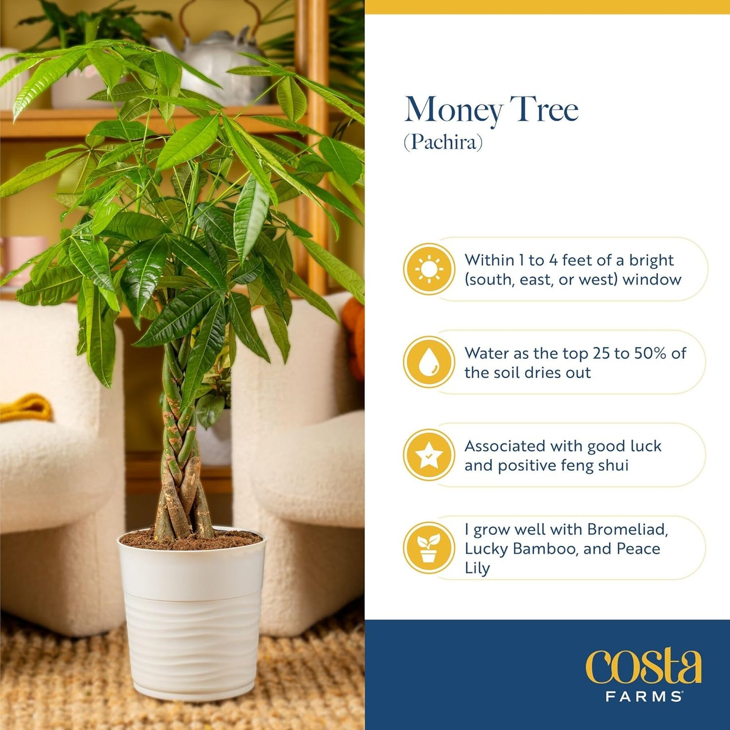 Money Tree Live Indoor Bonsai-Style Plant / Money Tree, Medium In Decorative Plant Pot / 16 Inch