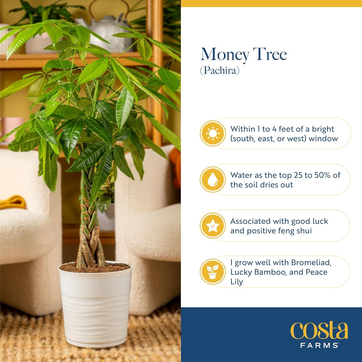 Money Tree Live Indoor Bonsai-Style Plant / Money Tree, Medium In Decorative Plant Pot / 16 Inch