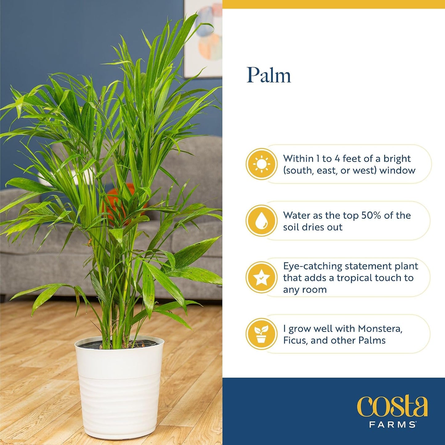 Cat Palm Live Plant in Decorative Pot / Palm, Large , In Decorative Plant Pot