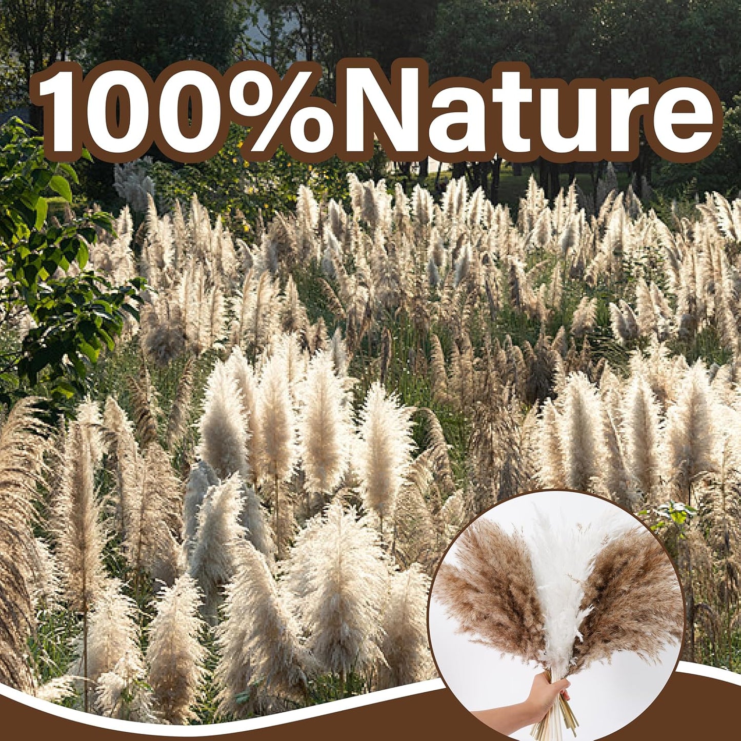 Tall Pampas Grass for Floor Vase / Natural / Set of 50