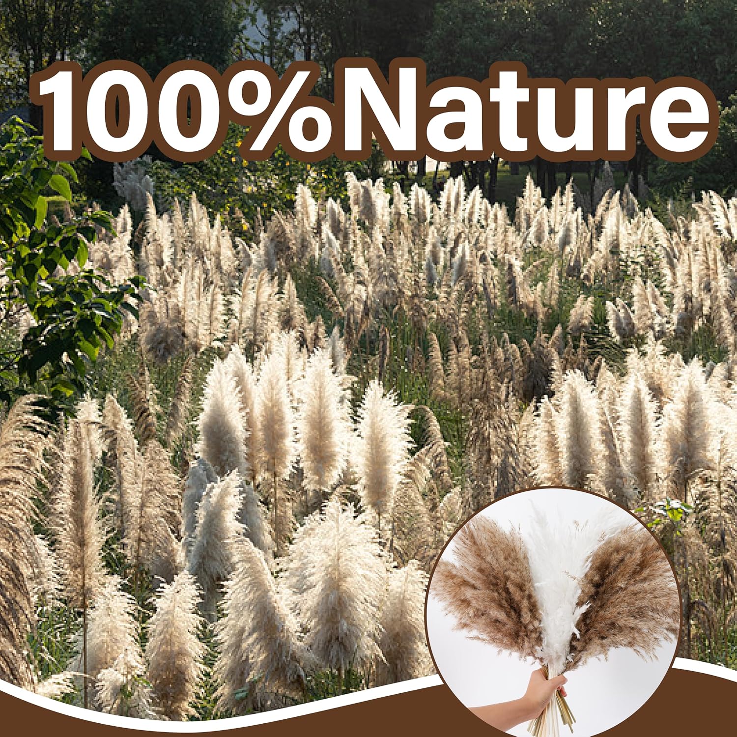 Tall Pampas Grass for Floor Vase / Natural / Set of 50