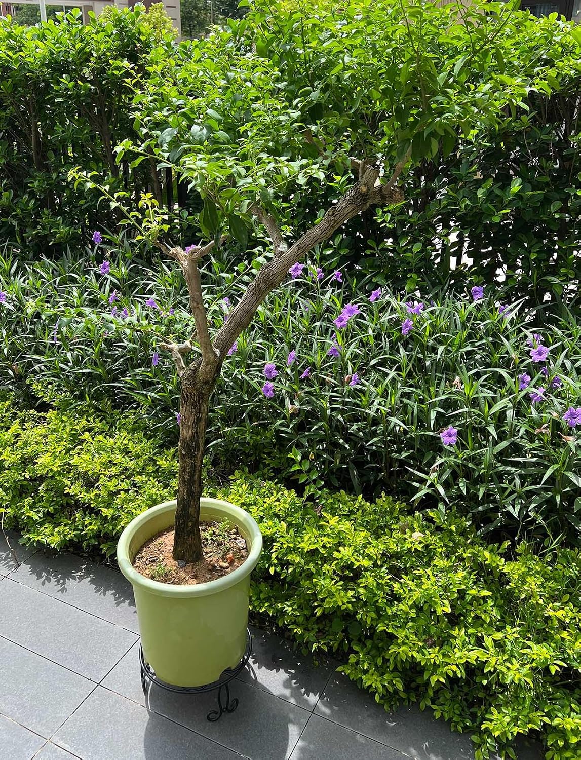 2 Pack Iron Plant Stand Low Profile,13 Inch Diameter Wide Round Metal Flower Stand for Indoor Outdoor Large Plants