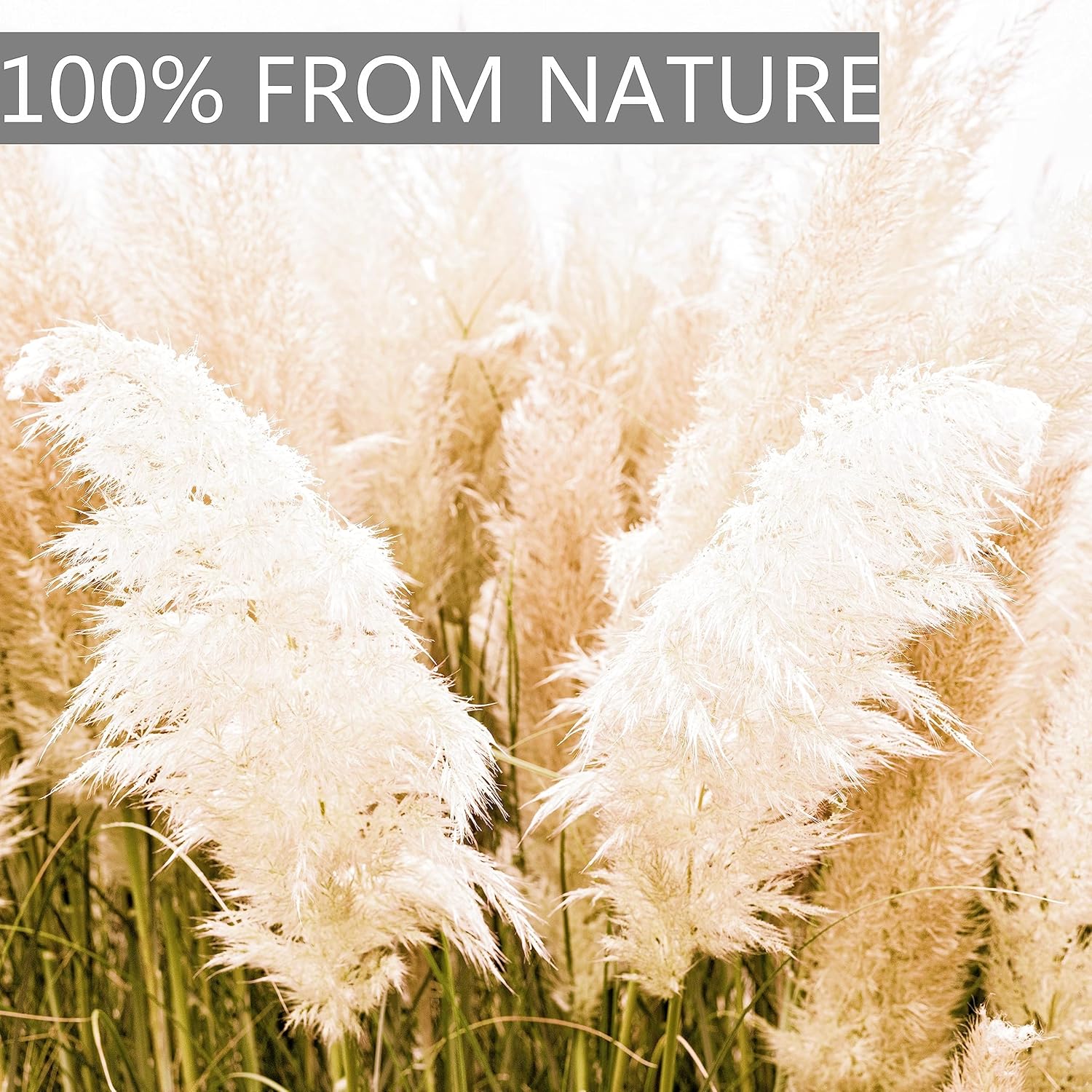Floor Plants / Tall Pampas Grass for Floor Vases / Set of 20