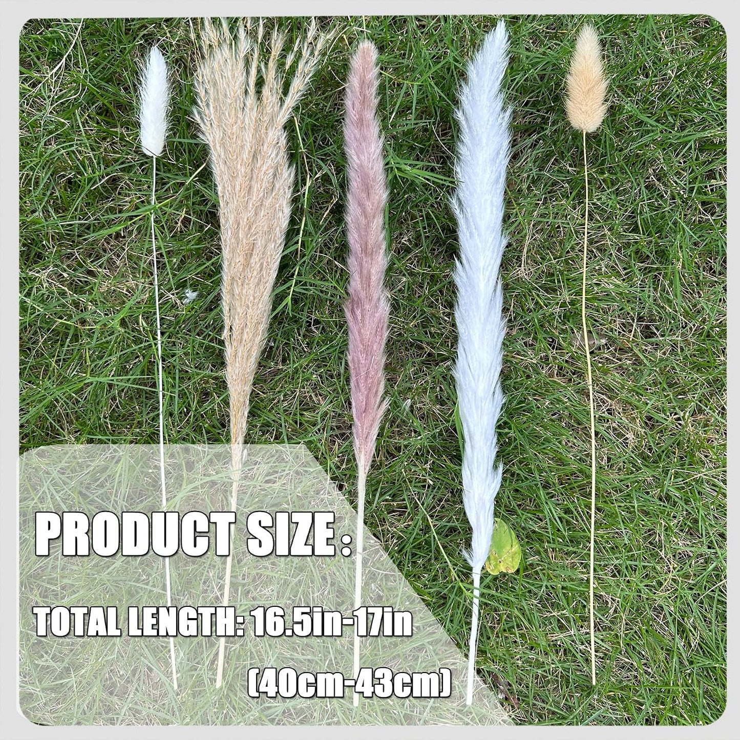 Pampas Grass Boho Home Decor 17- Dried Flowers-Pampas Grass Contains Bunny / Natural / Set of 150