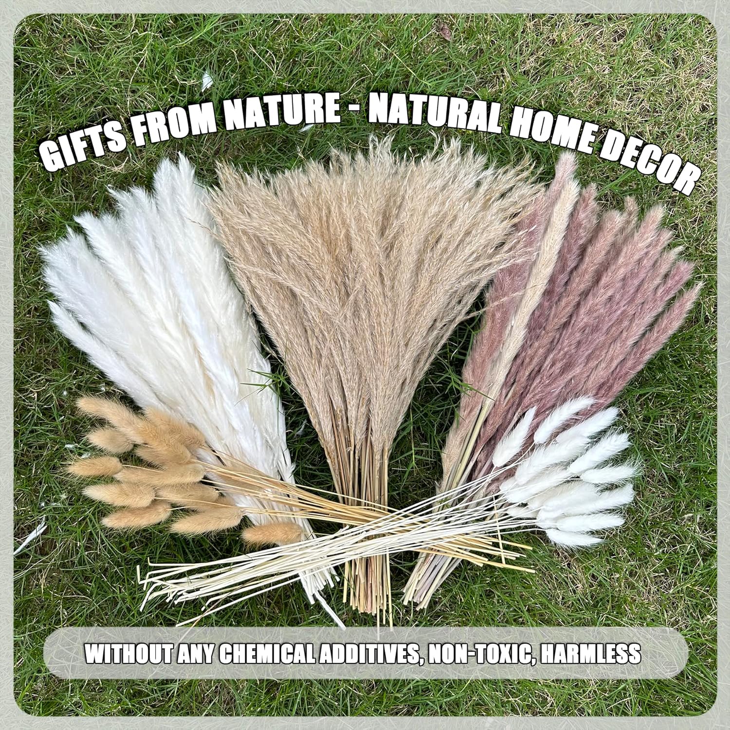 Pampas Grass Boho Home Decor 17- Dried Flowers-Pampas Grass Contains Bunny / Natural / Set of 150