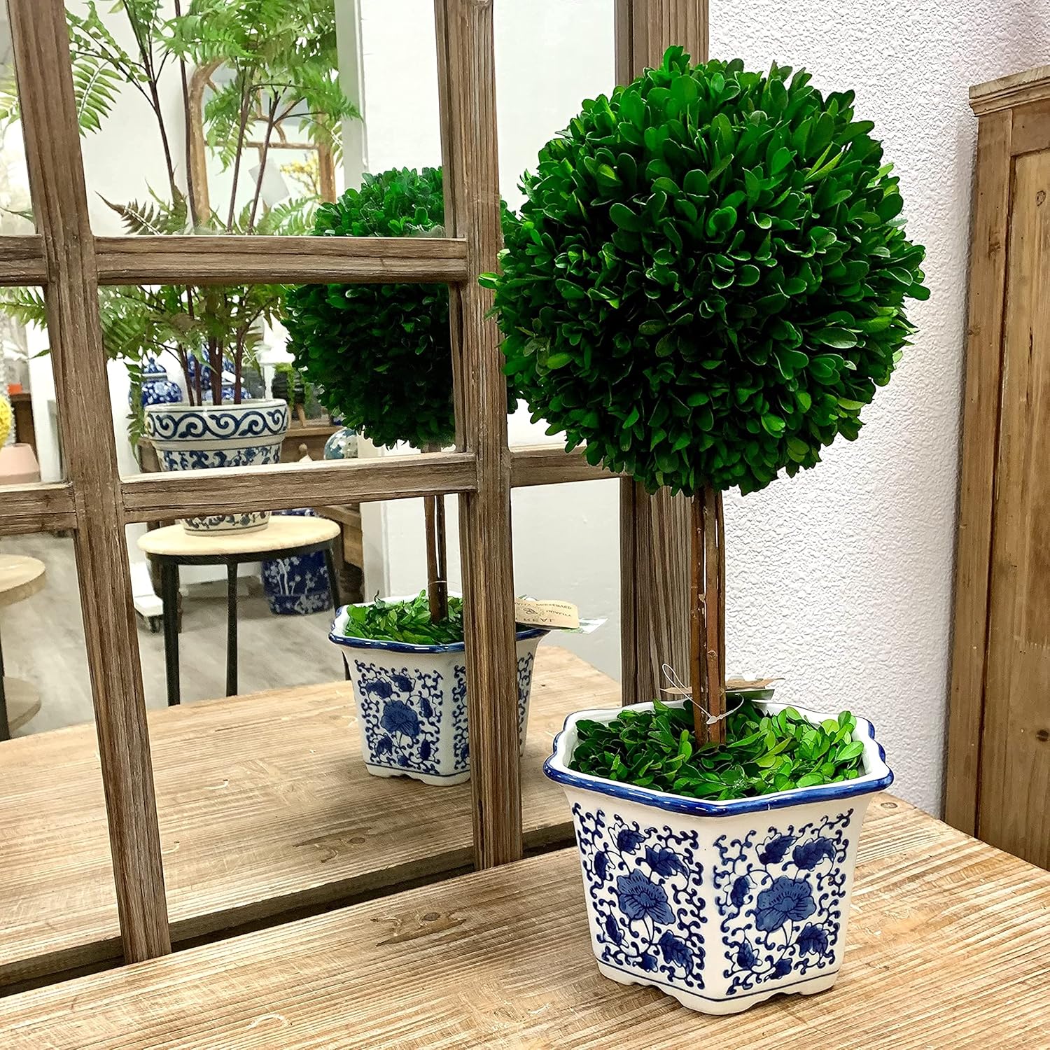Naturally Preserved Boxwood Ball Topiary Tree in Hand / Hexagonal Pot Large 19" Topiary / Blue