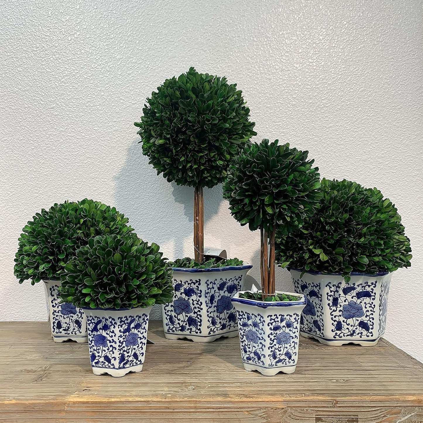 Naturally Preserved Boxwood Ball Topiary Tree in Hand / Hexagonal Pot Large 19" Topiary / Blue
