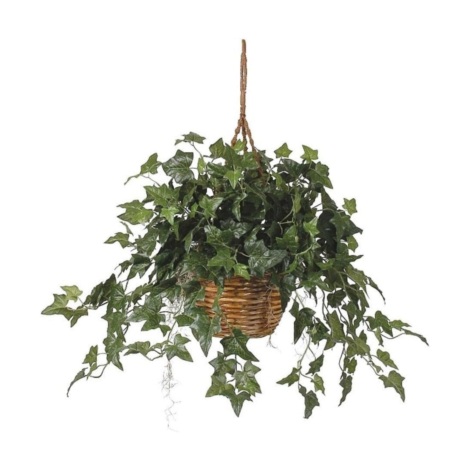 English Ivy Hanging Basket / Green / 36 x 36 x 26