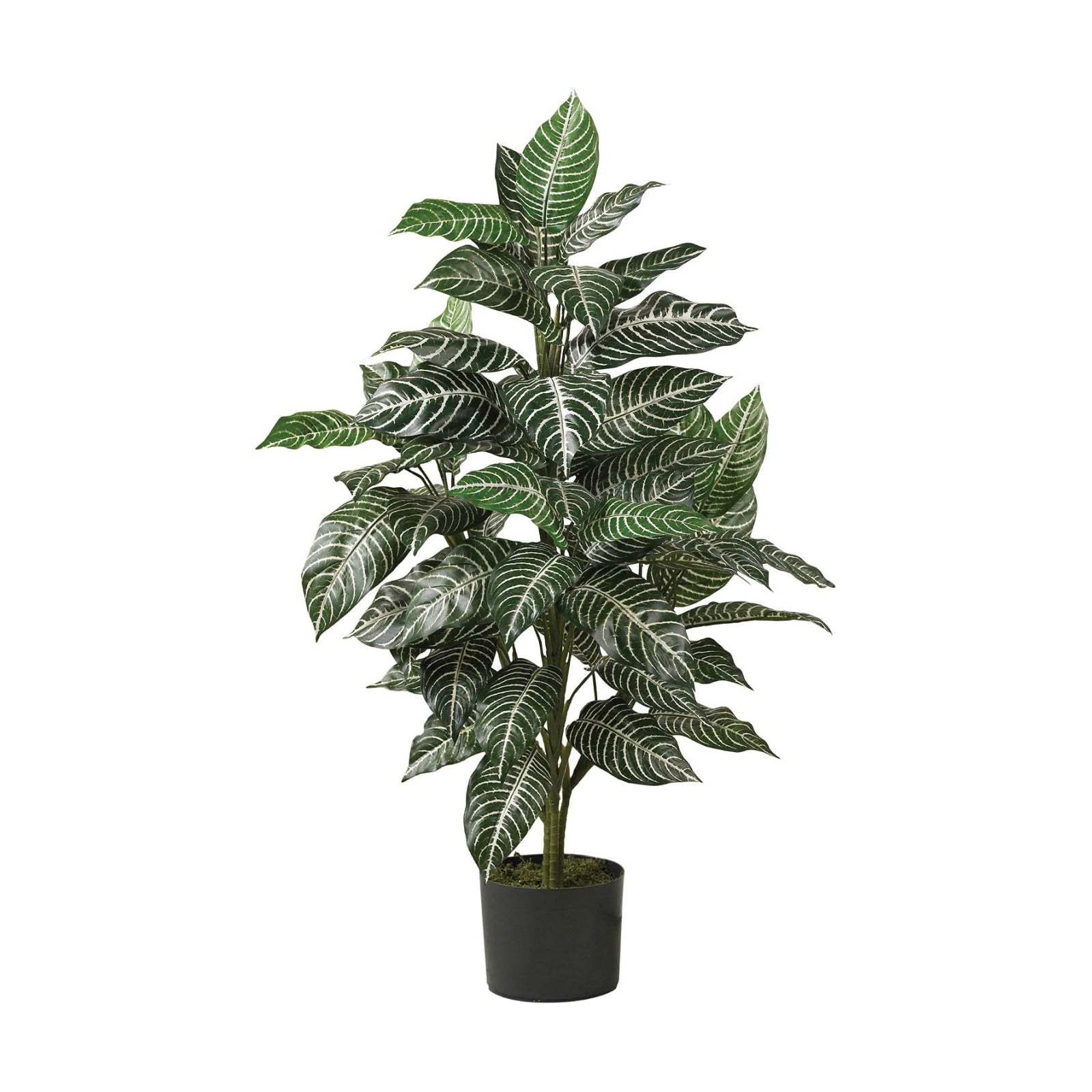 Zebra Silk Plant / 3 Inch