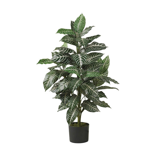 Zebra Silk Plant / 3 Inch