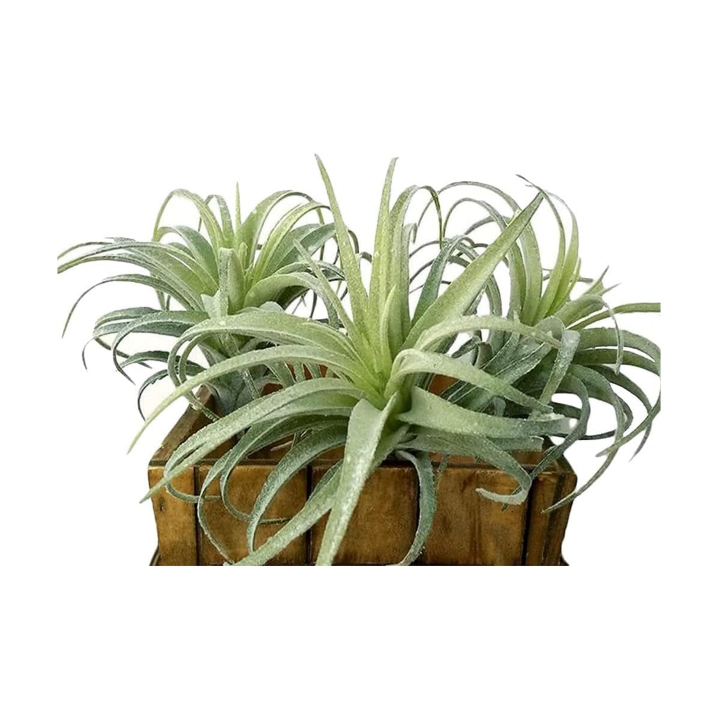 Artificial Air Plants Faux Succulents Plants Unpotted Small Tillandsia Look Real in Flocked / Green