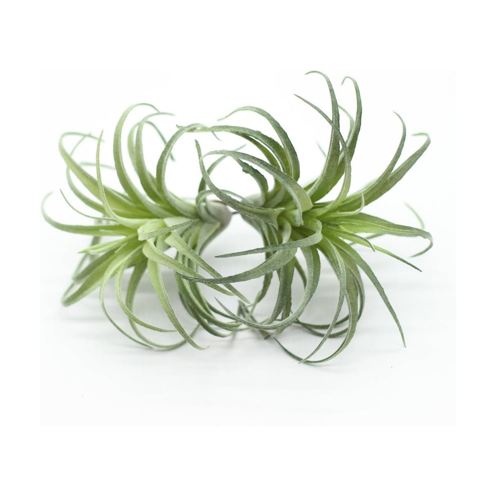 Artificial Flocking Tillandsia Air Plants Faux Succulents Bromeliads / Small / Set of 2