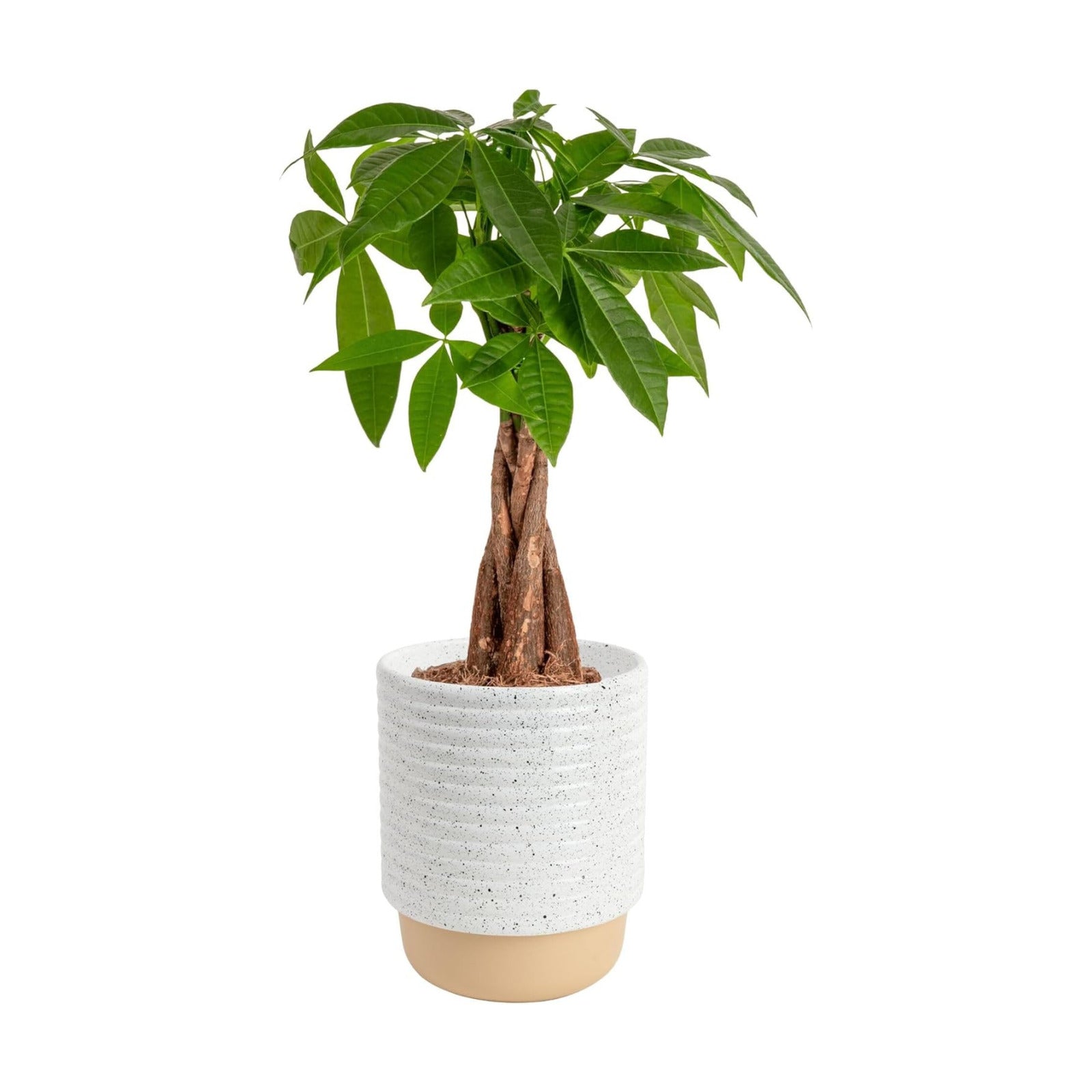 Money Tree Live Indoor Bonsai-Style Plant / Money Tree, Medium In Decorative Plant Pot / 16 Inch