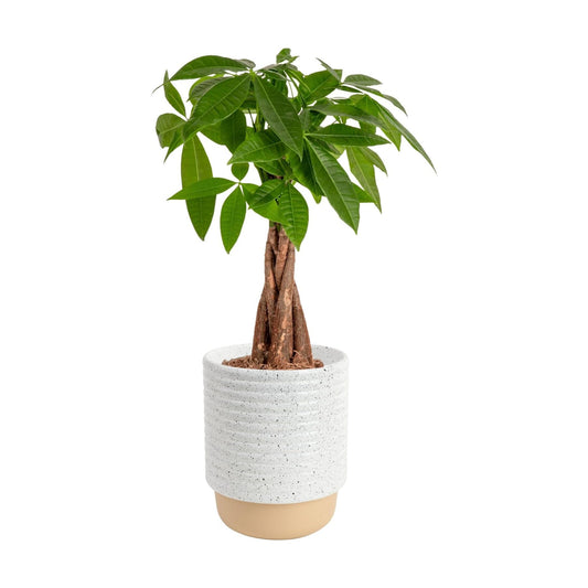 Money Tree Live Indoor Bonsai-Style Plant / Money Tree, Medium In Decorative Plant Pot / 16 Inch