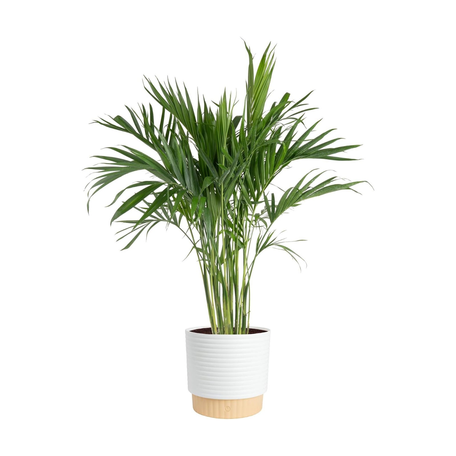 Cat Palm Live Plant in Decorative Pot / Palm, Large , In Decorative Plant Pot