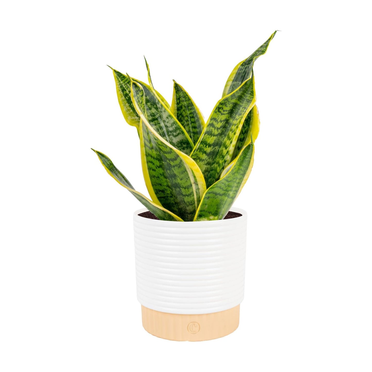 Snake Plant / Snake Plant, Medium , In Decorative Planter Pot