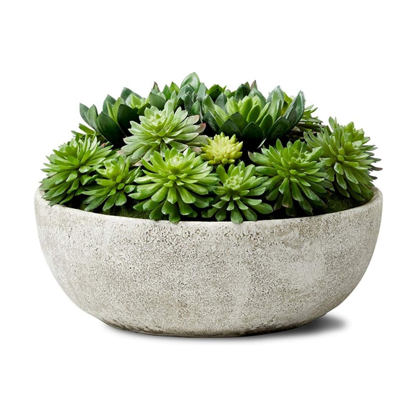 Real Looking Succulent / Echeveria Succulent Mix In Bowl