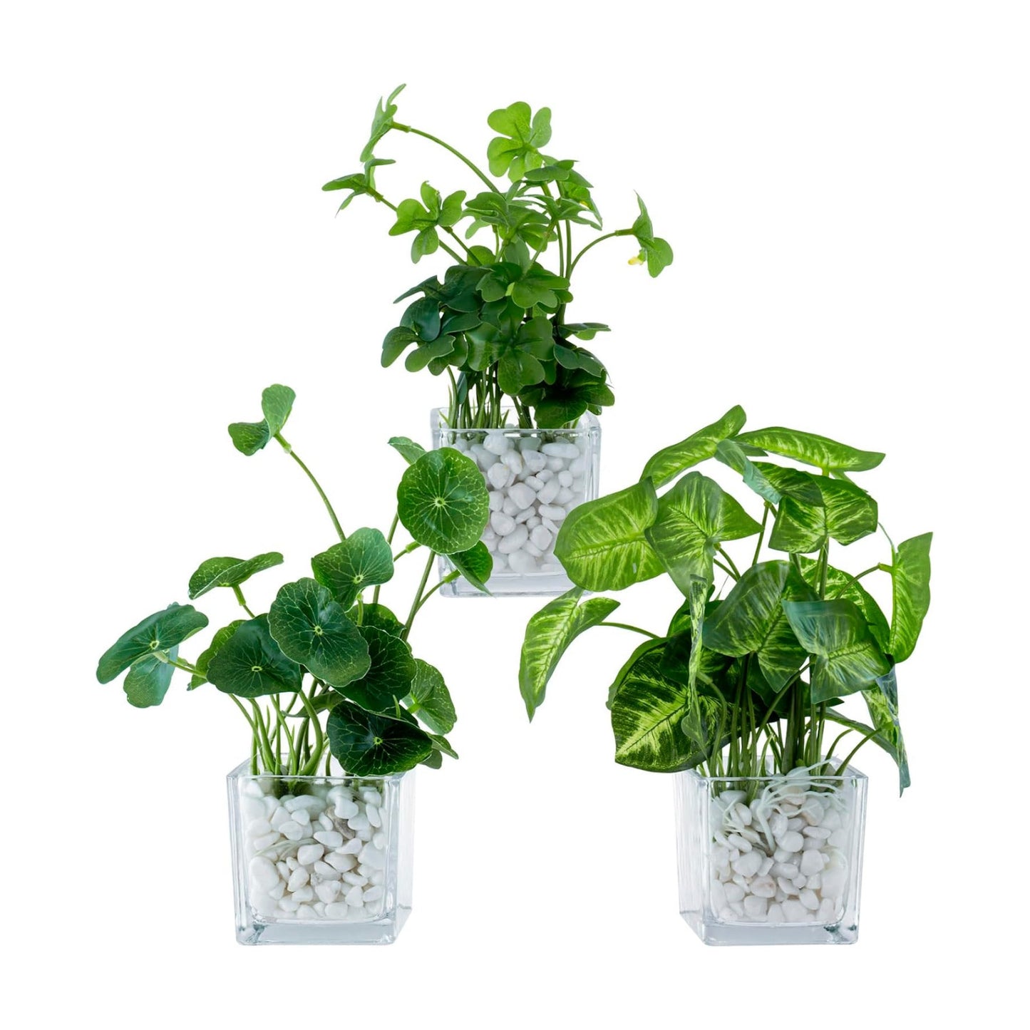 Artificial Clover and Taro Plants in Glass Vase / Clear / Set of 3