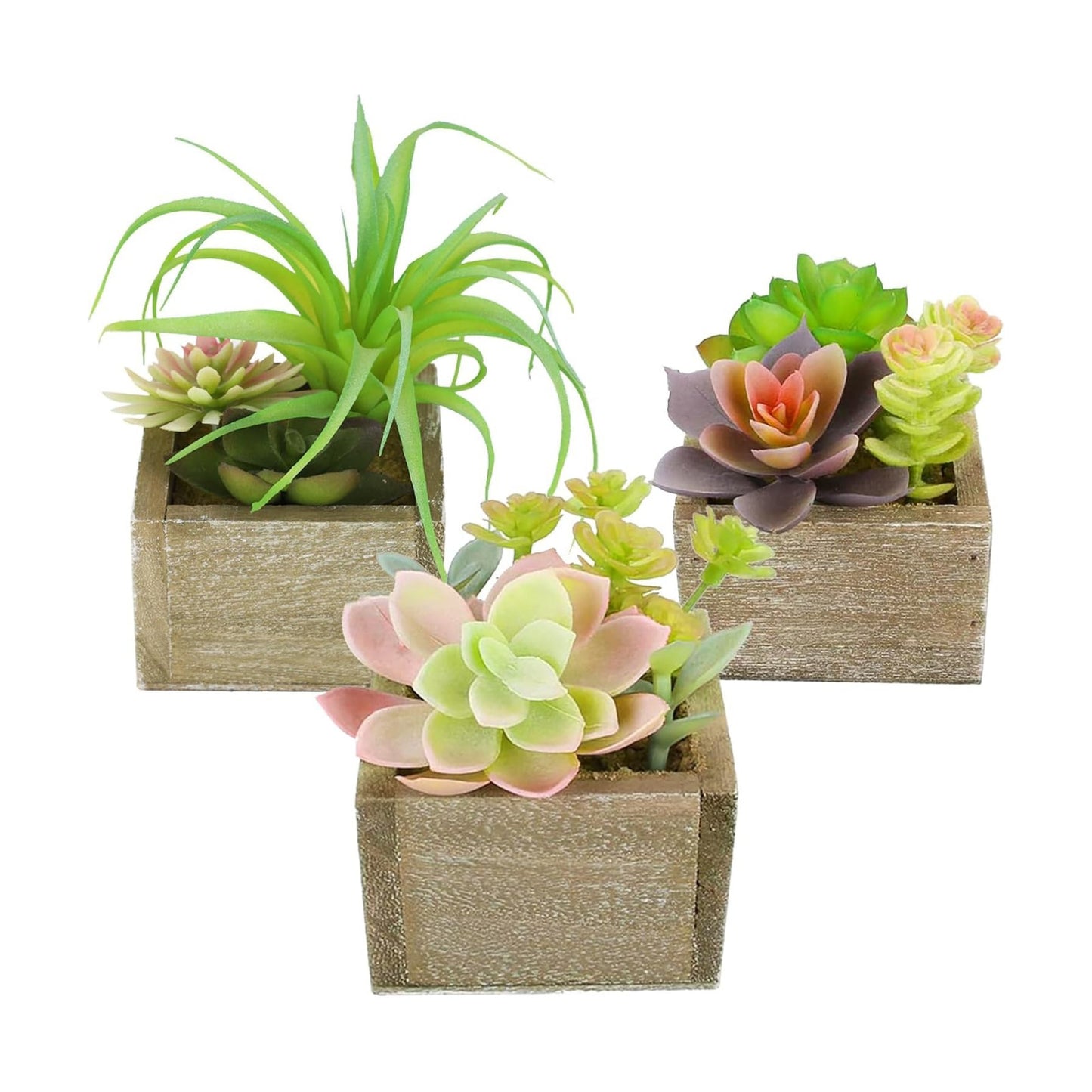 Mini Potted Greenery in Rustic Wood Planters / Organic / Set of 3