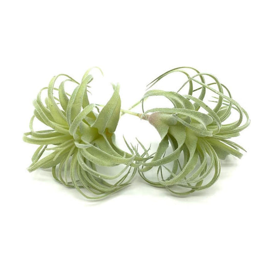 Artificial Succulents Plants Real Touch Lifelike Succulants Plants / Flocking Air Plant / Set of 2