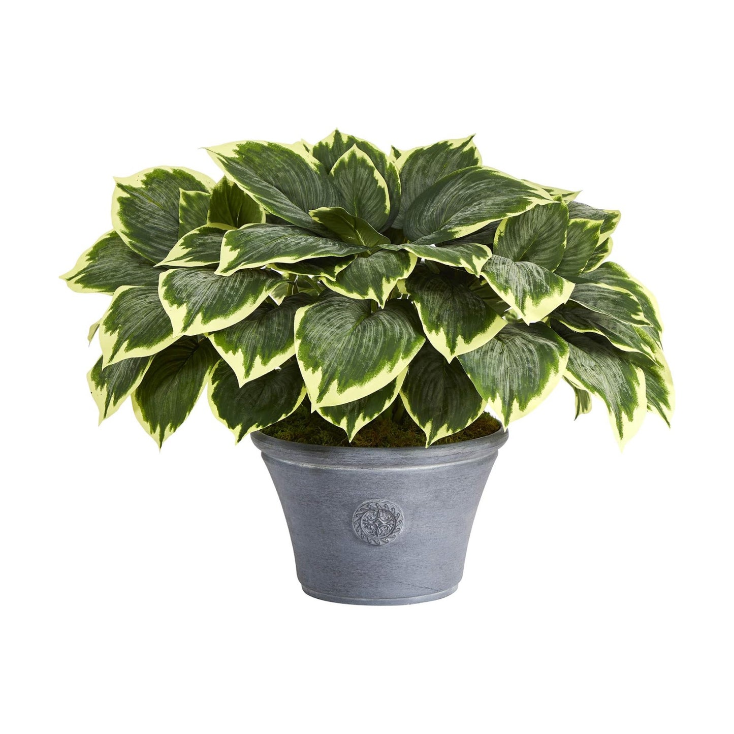 . Variegated Hosta Artificial Plant in Planter / Gray / 23 Inch