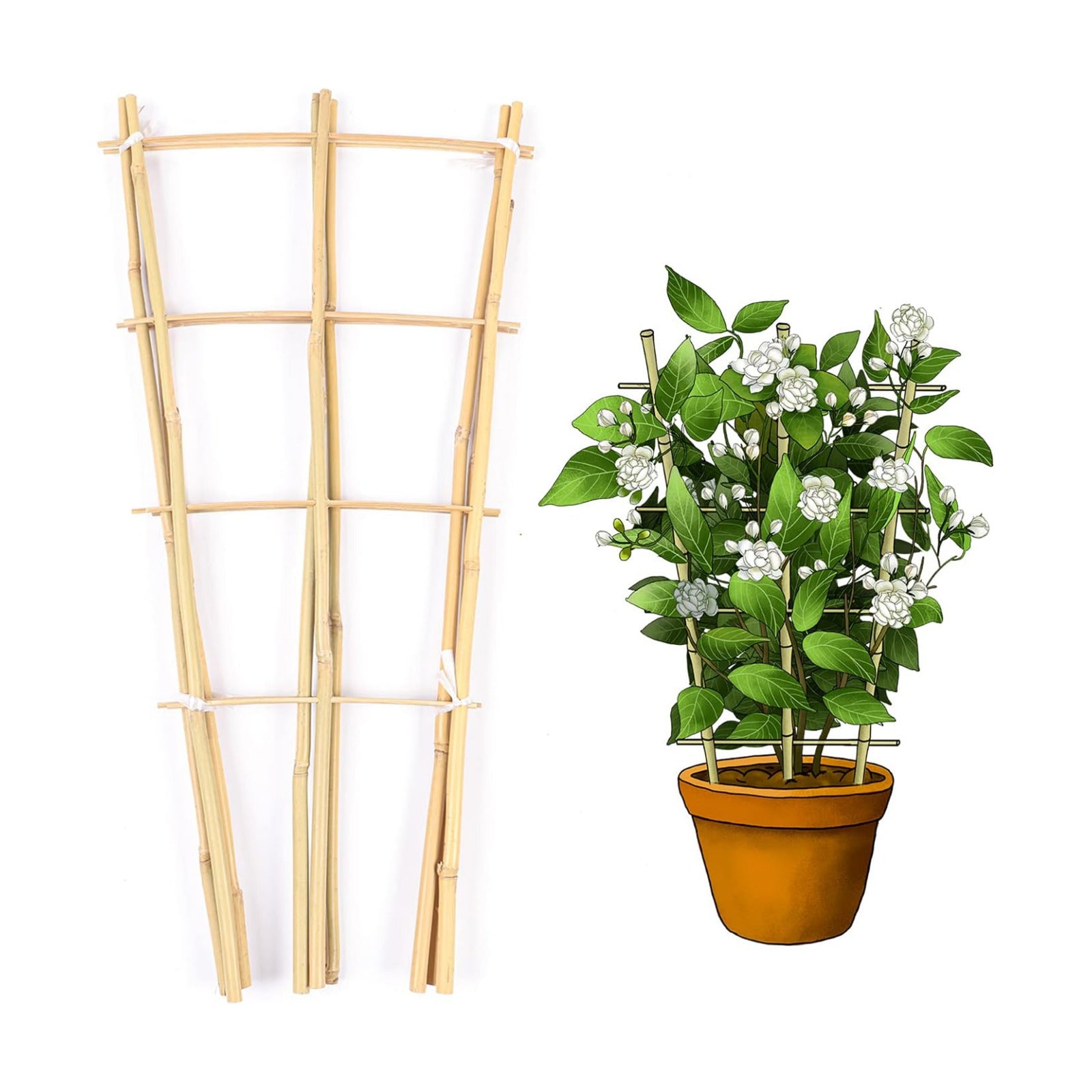 Cambaverd Bamboo Trellis, 24in Fan-Shaped Trellis for Potted Plants 3 Pack | Natural Small Plant Trellis for Climbing