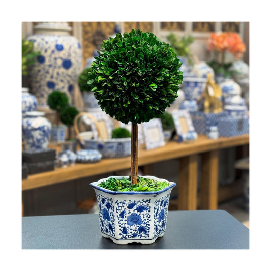 Naturally Preserved Boxwood Ball Topiary Tree in Hand / Hexagonal Pot Large 19" Topiary / Blue